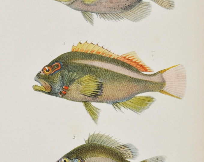 Arc-Eye Hawkfish / Pumpkinseed Sunfish / Sunfish or Centrarchid - Hand-colored Original Antique Fish Print - Cuvier engraving 1840s
