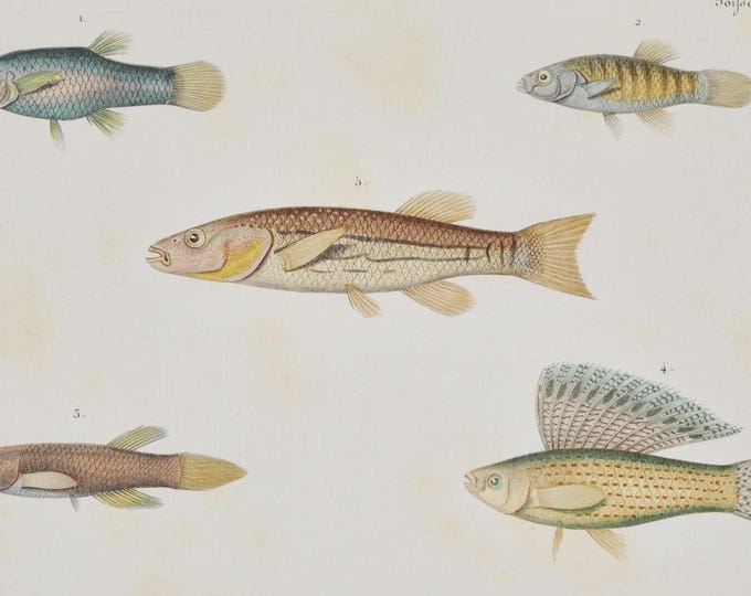 Molly / Mediterranean Killifish / Striped Killifish / Sailfin Molly - Hand-colored Original Antique Fish Print - Cuvier engraving 1840s