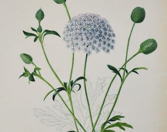 Blue Lace Flower - Hand-colored Original Antique Botanical Print - Orbigny engraving from 1849 (didiscus caeruleus blue plant garden wild)
