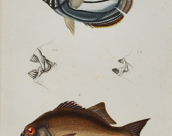 Scrawled Butterflyfish and Galjoen - Hand-colored Original Antique Fish Print - Orbigny engraving from 1849 (chaetodon meyeri, dipterodon)