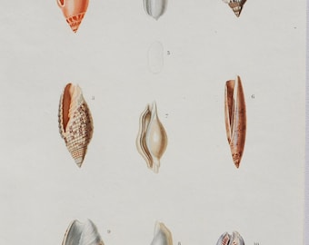 Ancillaria Marginata, Volvaria Pallida - Hand-colored Original Antique Fish Print - Orbigny engraving from 1849 (shellfish, shell sea snail)