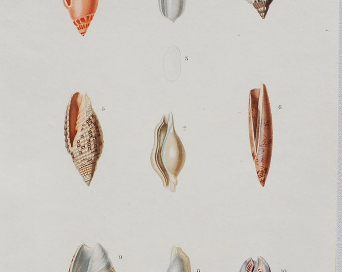 Ancillaria Marginata, Volvaria Pallida - Hand-colored Original Antique Fish Print - Orbigny engraving from 1849 (shellfish, shell sea snail)