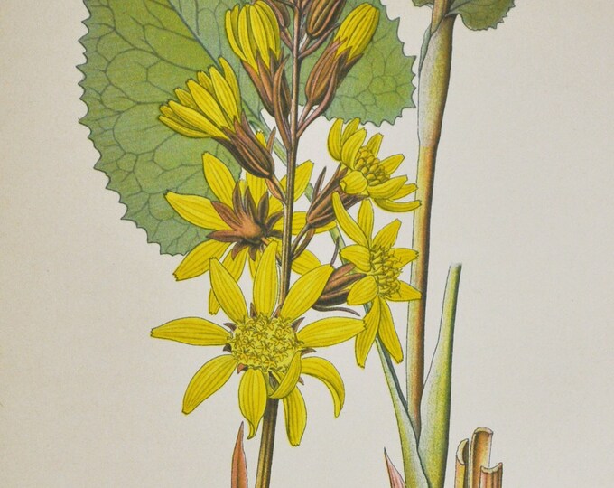 Siberian Ligularia Print - Original Antique Botanical Print 1880s - Ligularia sibirica (plant flower seed garden Asteraceae yellow europe)