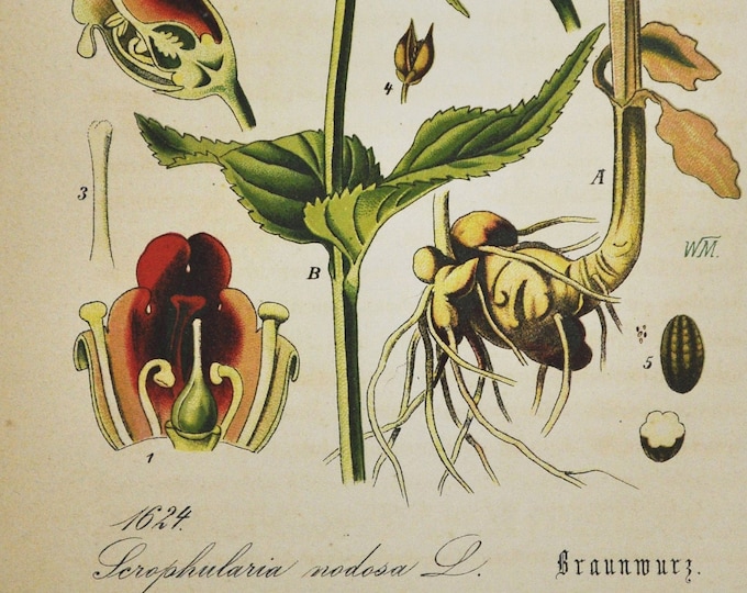Woodland Figwort Print - Original Antique Botanical Print 1880s - Scrophularia nodosa (plant flower seed garden europe common perennial red)
