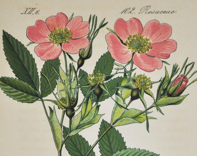 Cinnamon Rose Print - Original Antique Botanical Print 1880s - Rosa cinnamomea (plant flower seed garden Rosaceae pink majalis double asia)