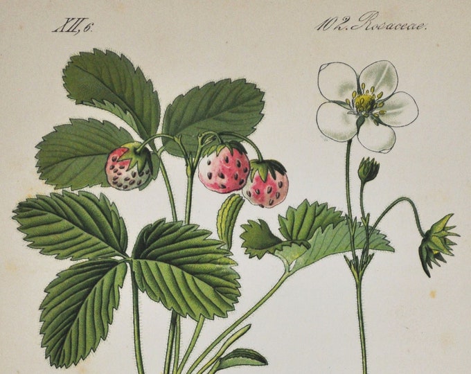 Creamy Strawberry Print - Original Antique Botanical Print 1880s - Fragaria collina (plant flower seed garden europe red green viridis)