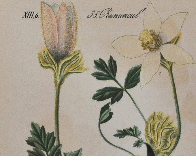 Lady Of The Snows Print - Original Antique Botanical Print 1880s - Pulsatilla vernalis (plant flower seed garden spring pasqueflower arctic)