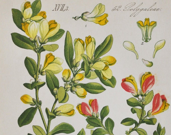Shrubby Milkwort Print - Original Antique Botanical Print 1880s - Polygala chamaebuxus (plant flower garden seed box-leaved kamniski alps)