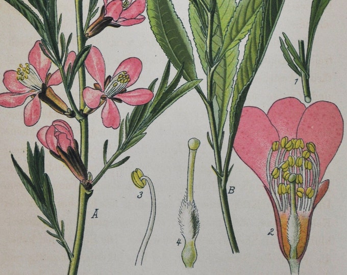 Dwarf Russian Almond Print - Original Antique Botanical Print 1880s - Amygdalus nana (plant flower seed rose rosaceae shrub europe siberia)
