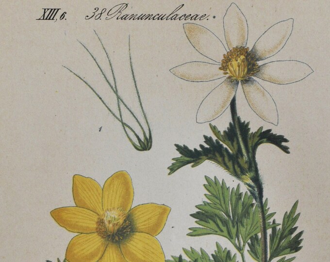 Alpine pasqueflower or Alpine Anemone Print - Original Antique Botanical Print 1880s - Pulsatilla alpina (plant flower seed garden europe)
