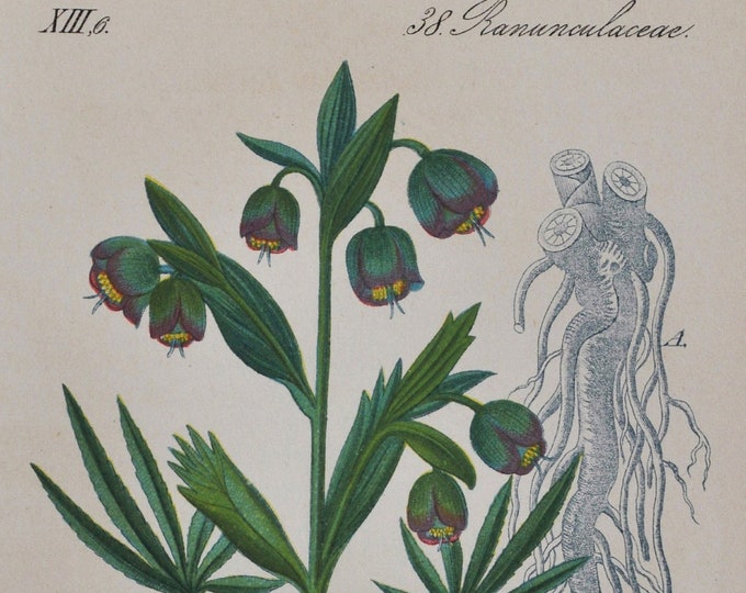 Stinking Hellebore Print - Original Antique Botanical Print 1880s - Helleborus foetidus (plant flower seed dungwort setterwort bear's foot)