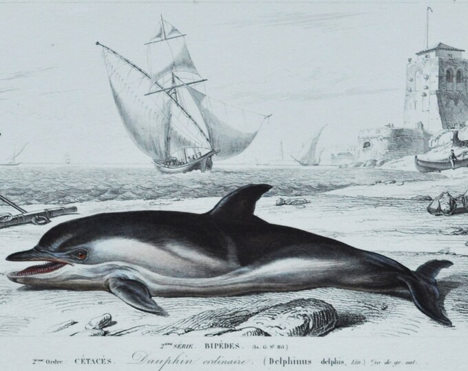 Dolphin - Hand-colored Original Antique Fish & Sea Life Print - Orbigny engraving from 1849 (common short-beaked dauphin ordinaire porpoise)