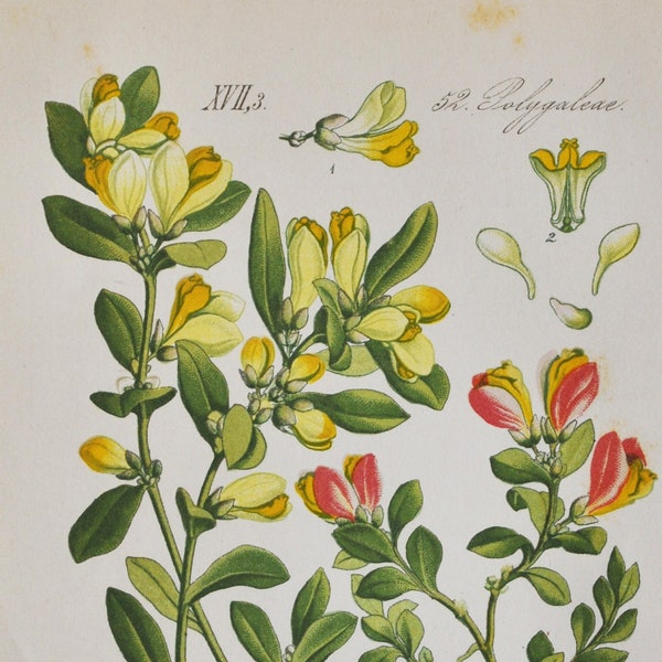 Struikachtige melkkruid Print - Originele Antieke Botanische Print 1880s - Polygala chamaebuxus (plant bloem tuin zaad doos-blad kamniski alpen)