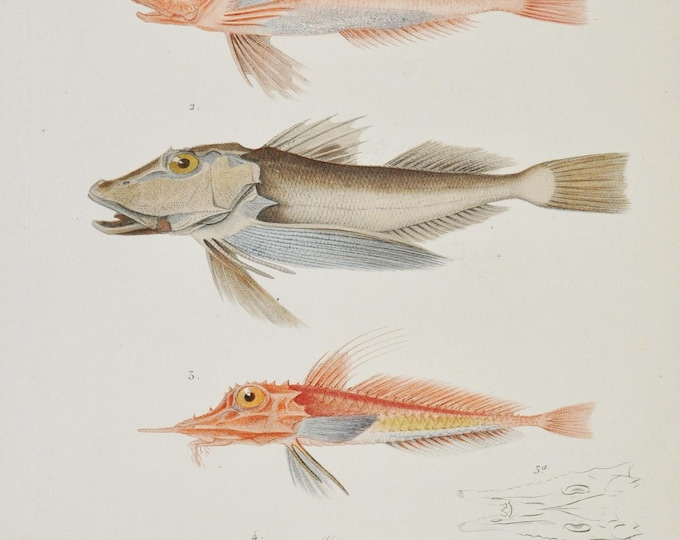 Large-Scaled Gurnard / Striped Sea Robin / African Armoured Gurnard - Hand-colored Original Antique Fish Print - Cuvier engraving 1840s
