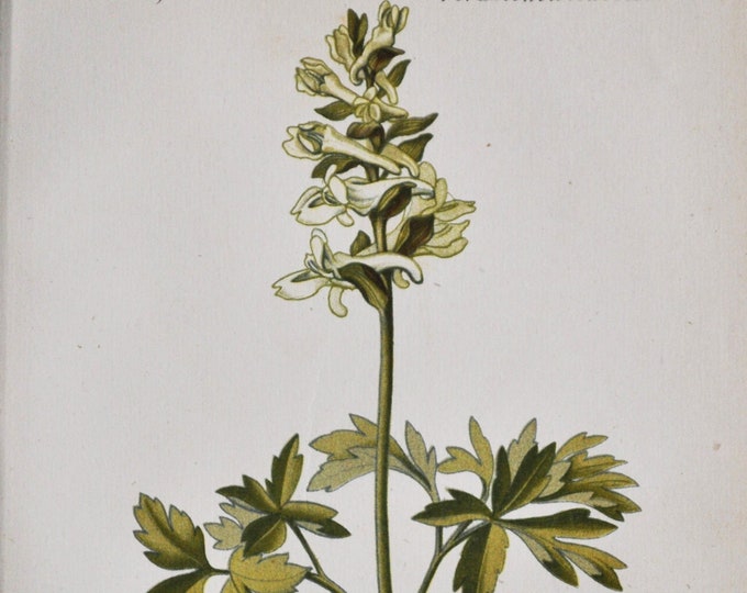 Hollowroot Print - Original Antique Botanical Print 1880s - Corydalis cava (plant flower seed garden papaveraceae toxic alkaloids canadine)