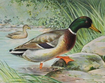Mallard Duck Male - Original Antique Bird Print - Anas Boschas - 1902 John L. Ridgway - Forest Fish and Game Commission NY