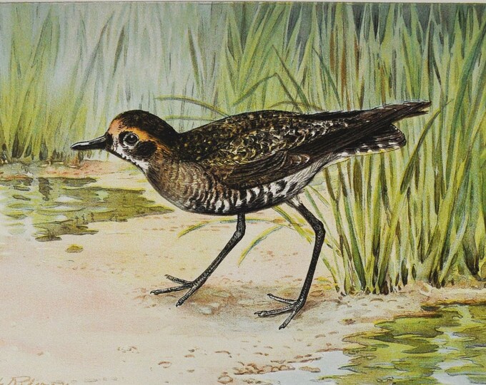 The American Golden Plover - Original Antique Bird Print - Charadius Dominicus - 1902 John L. Ridgway - Forest Fish and Game Commission NY