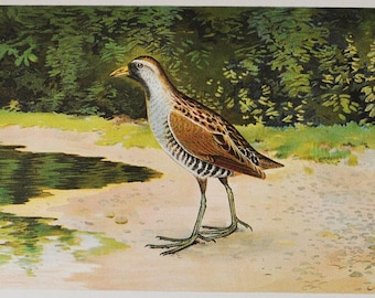 Sora - Original Antique Bird Print - Porzana Carolina Linnaeus - 1902 John L. Ridgway - Forest Fish and Game Commission NY