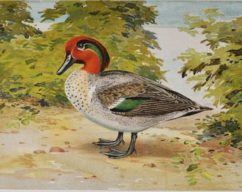 Green Winged Teal - Original Antique Bird Print - Anas Carolinensis Gmel. - 1902 John L. Ridgway - Forest Fish and Game Commission NY - duck