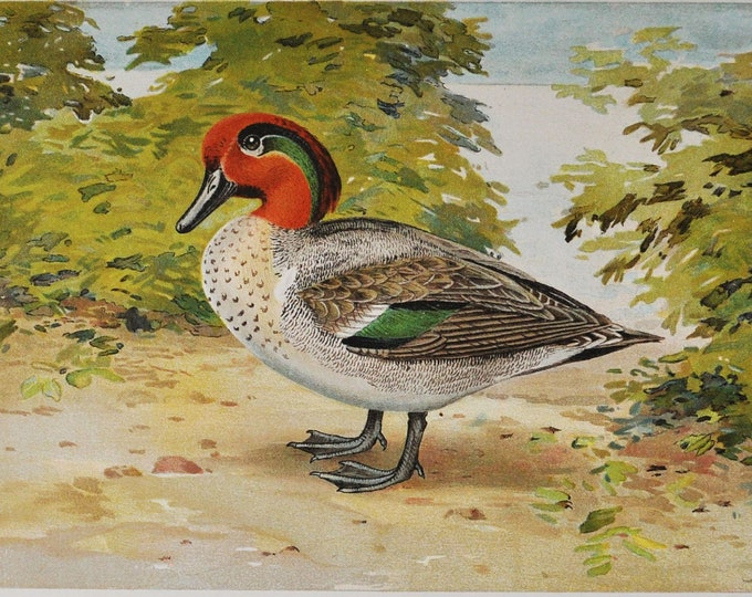 Green Winged Teal - Original Antique Bird Print - Anas Carolinensis Gmel. - 1902 John L. Ridgway - Forest Fish and Game Commission NY - duck