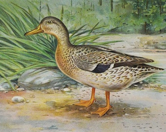 Mallard Duck Female - Original Antique Bird Print - Anas Boschas - 1902 John L. Ridgway - Forest Fish and Game Commission NY