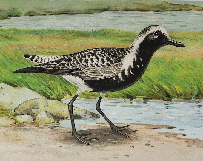 The Black Bellied Plover - Original Antique Bird Print - Squatarola Squatarola - 1902 John L. Ridgway - Forest Fish and Game Commission NY