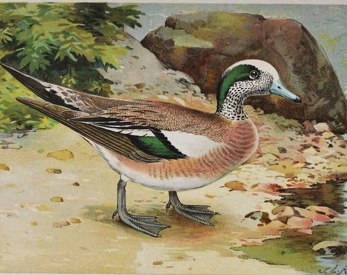 Baldpate - Original Antique Bird Print - Anas Americana Gmel. - 1902 John L. Ridgway - Forest Fish and Game Commission NY - duck
