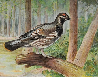 Spruce Grouse - Original Antique Bird Print - Dendragapus Canadensis - 1902 John L. Ridgway - Forest Fish and Game Commission NY