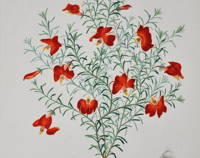 Red Leschenaultia - Hand-colored Original Antique Botanical Print - Orbigny engraving 1849 (formosa flower wild garden seed plant australia)