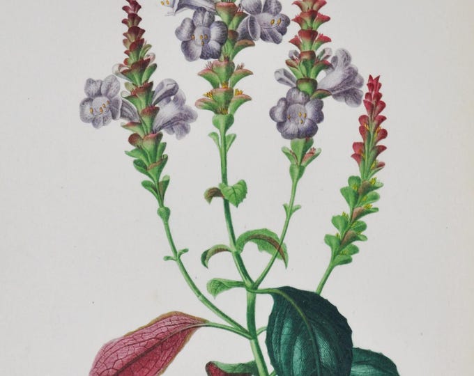 Strobilanthes - Hand-colored Original Antique Botanical Print - Orbigny engraving from 1849 (sabiniana purple flower garden seed plant wild)