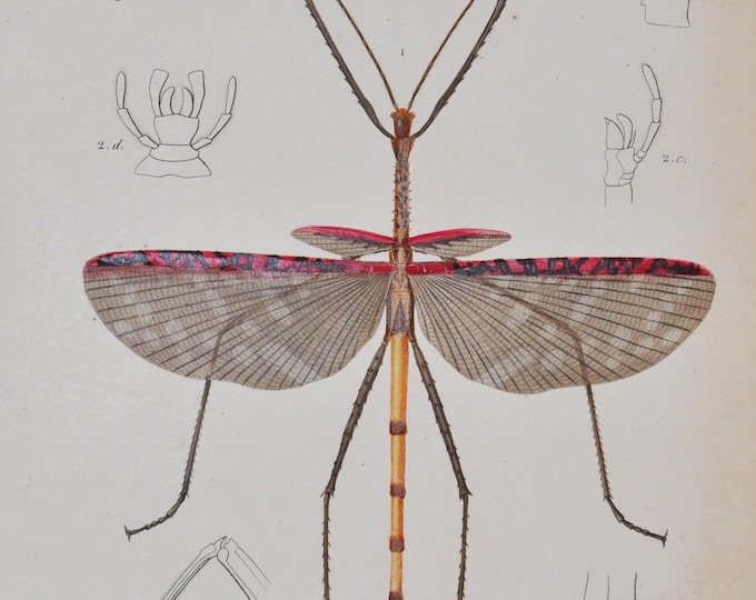 Titan Stick Insect - Hand-colored Original Antique Insect Print - Orbigny engraving from 1849 (cyphocrana titan phasma bioculatum)