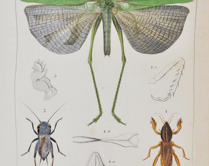 Grasshopper of Six Points - Hand-colored Original Antique Insect Print - Orbigny engraving from 1849 locusta sexpunctata gryllus gryllotalpa