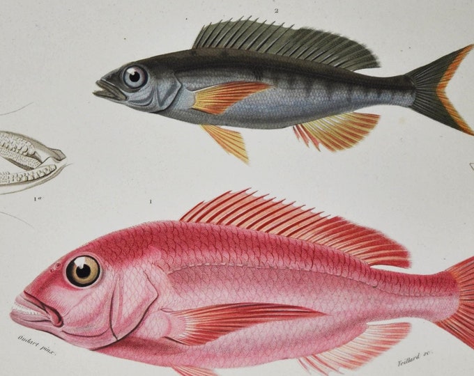 Common Pandora and Picarel - Hand-colored Original Antique Fish Print - Orbigny engraving from 1849 (sparus erythrinus Spicara smaris red)
