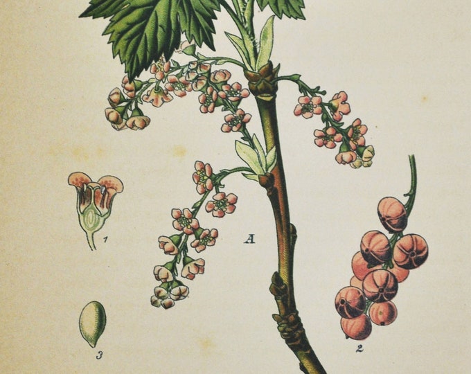 Rock Redcurrant Print - Original Antique Botanical Print 1880s - Ribes petraeum (plant flower seed Grossulariaceae currant Bieberstein's)
