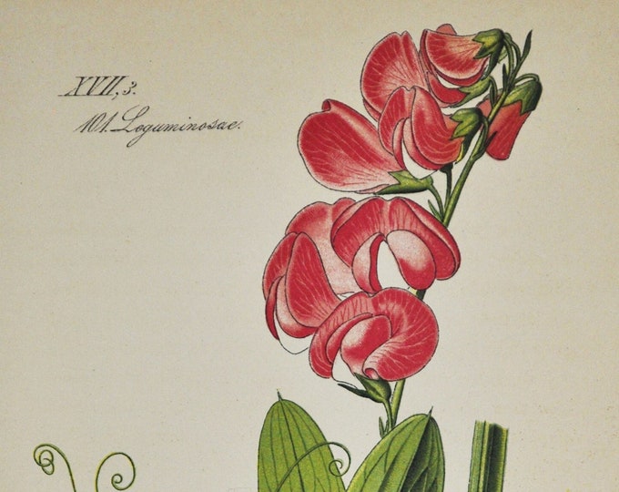 Everlasting Pea Print - Original Antique Botanical Print 1880s - Lathyrus latifolius (plant flower seed pink broad-leaved peavine perennial)