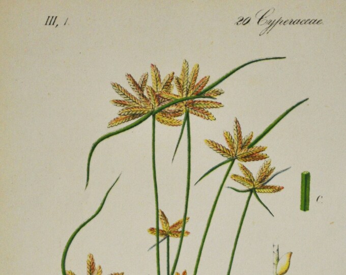 Yellow Flatsedge Print - Original Antique Botanical Print 1880s - Cyperus flavescens (plant flower seed garden europe Cyperaceae Poales)