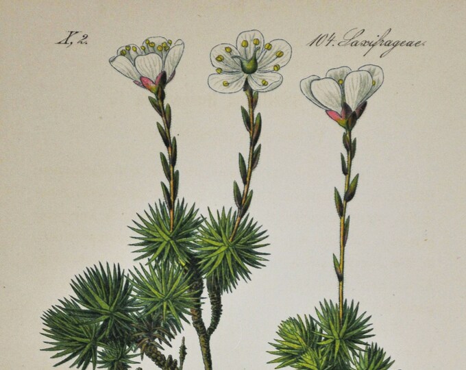 Early White-Flowered Saxifrage Print - Original Antique Botanical Print 1880s - Saxifraga burseriana (plant flower seed alps europe germany)