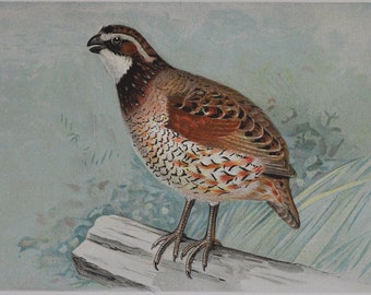 Quail - Original Antique Animal Print - Colinus Virginianus Linnaeus - 1902 John L. Ridgway - Forest Fish and Game Commission NY bird