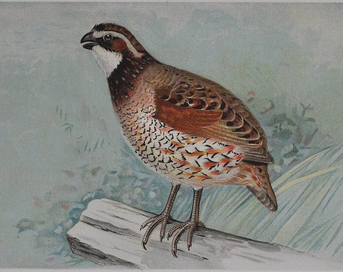 Quail - Original Antique Animal Print - Colinus Virginianus Linnaeus - 1902 John L. Ridgway - Forest Fish and Game Commission NY bird