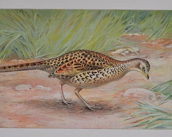 Ring Necked Pheasant Female - Original Antique Animal Print - Phasianus Torquatus - 1902 John L Ridgway Forest Fish Game Commission NY bird