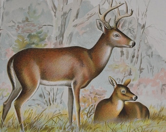 The Virginia Deer - Original Antique Wildlife Print - Cariacus Virginianus - 1902 Sherman Foote Denton Forest Fish and Game Commission NY