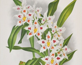 Pode incluir: Uma ilustração botânica de uma orquídea branca com manchas vermelhas e amarelas. A orquídea é chamada Odontoglossum crispum var. dallemagneae.