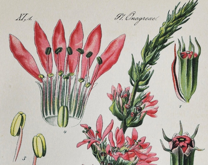 Spiked Loosestrife Print - Original Antique Botanical Print 1880s - Lythrum salicaria (plant flower seed garden pink purple Lythraceae)