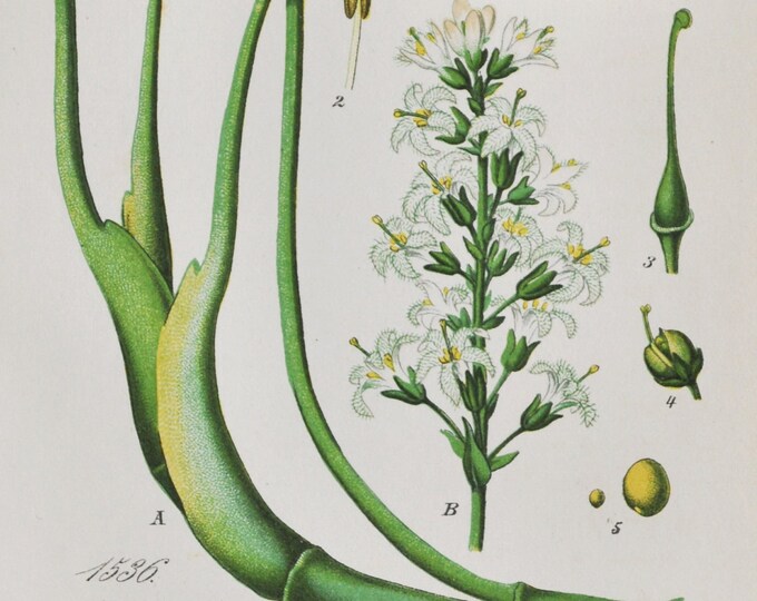 Buckbean Print - Original Antique Botanical Print 1880s - Menyanthes trifoliata (plant flower garden bog bean buck marsh trefoil Bogbean)