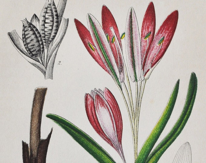 Spring Meadow Saffron Print - Original Antique Botanical Print 1880s - Bulbocodium vernum (plant flower seed colchicum poisonous alpine)