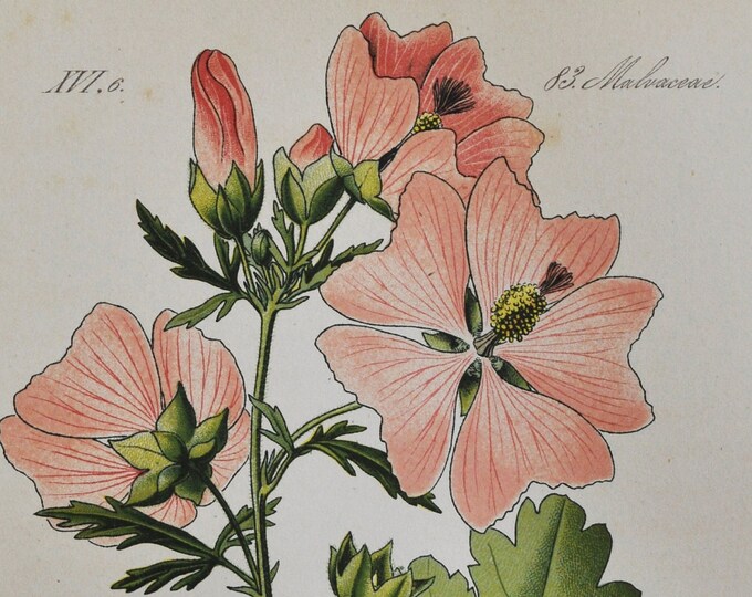 Greater Musk-Mallow Print - Original Antique Botanical Print 1880s - Malva alcea (plant flower garden cut-leaved vervain hollyhock pink)