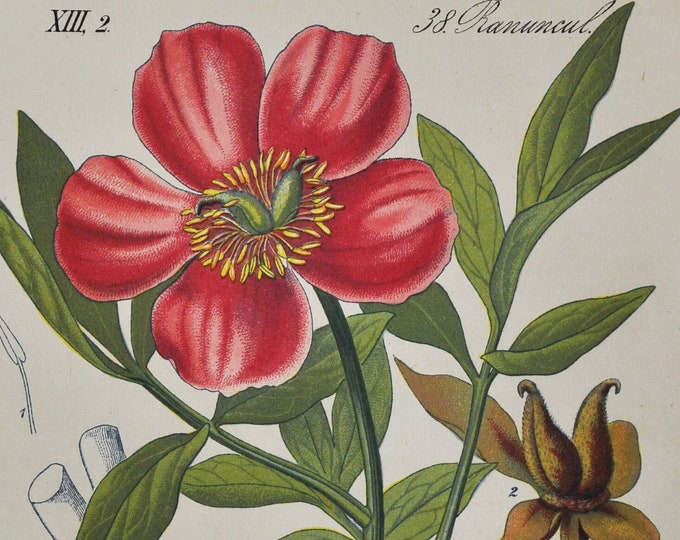 Garden Peony Print - Original Antique Botanical Print 1880s - Paeonia officinalis (plant flower seed common paeoniaceae europe mountain red)
