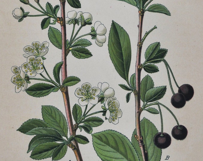 European Dwarf Cherry Print - Original Antique Botanical Print 1880s - Prunus chamaecerasus (plant flower seed garden Rosaceae white black)