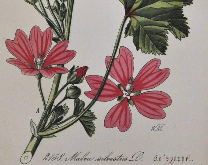 High Mallow Print - Original Antique Botanical Print 1880s - Malva sylvestris (plant flower garden seed cheeses tall mauve des bois common)