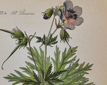 Meadow Geranium Print - Original Antique Botanical Print 1880s - Geranium pratense (plant flower garden seed wildflower perennial blue)